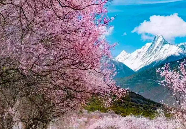 Hoa đào nở rộ ở Nyingchi với nền núi tuyết